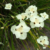 Dietes bicolor